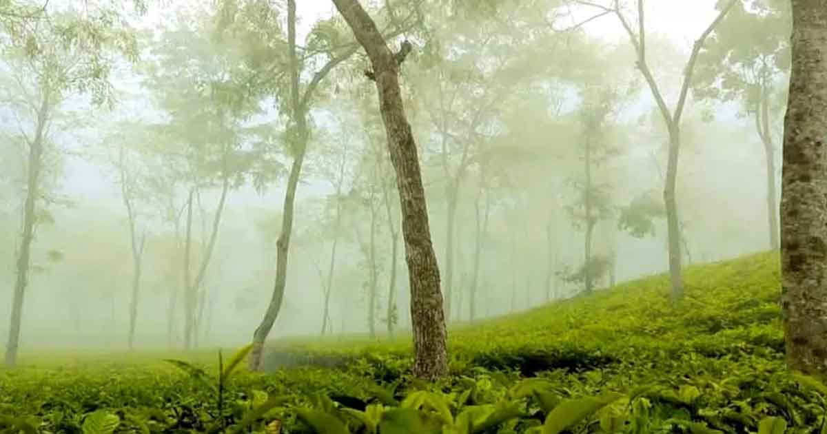 দেশের সর্বনিম্ন তাপমাত্রায় কাঁপছে শ্রীমঙ্গল