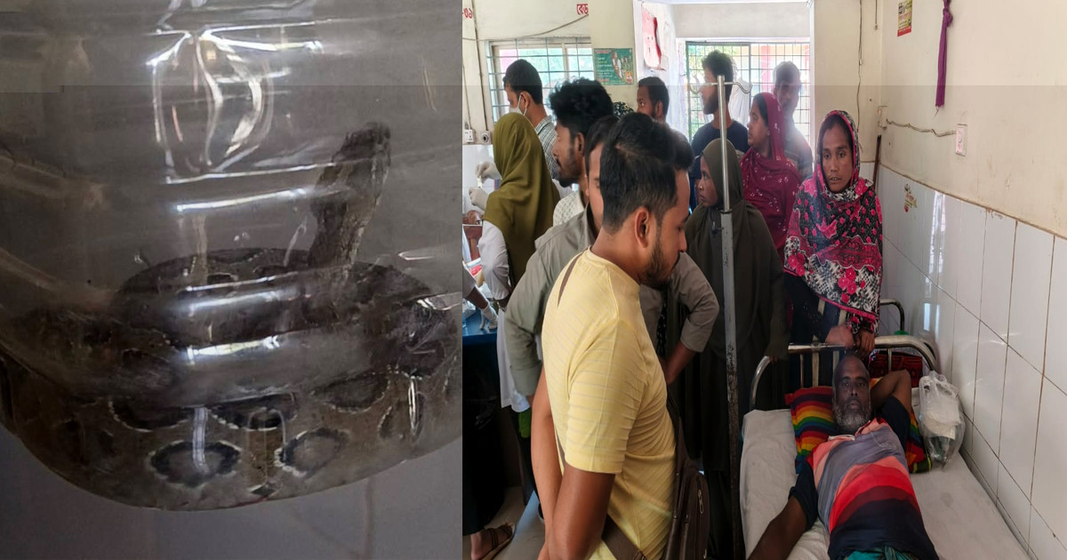 জীবিত ‘রাসেল ভাইপার’ নিয়ে হাসপাতালে হাজির সাপে কাটা কৃষক!