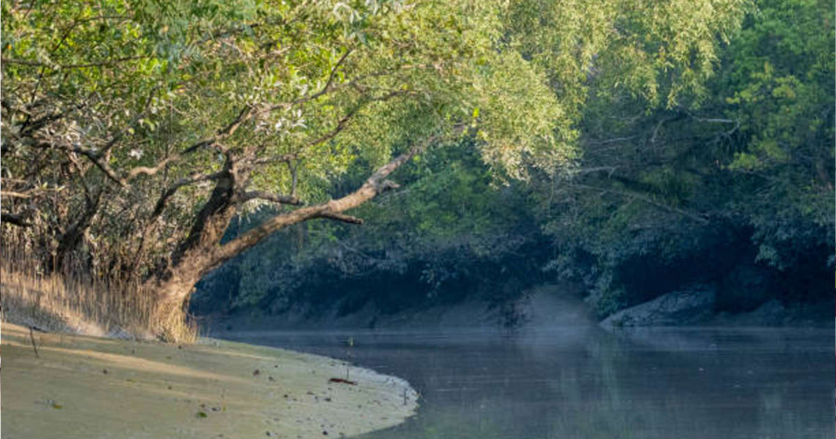 সুন্দরবনের তলদেশে প্রাচীন মিষ্টি পানির উৎস শনাক্ত