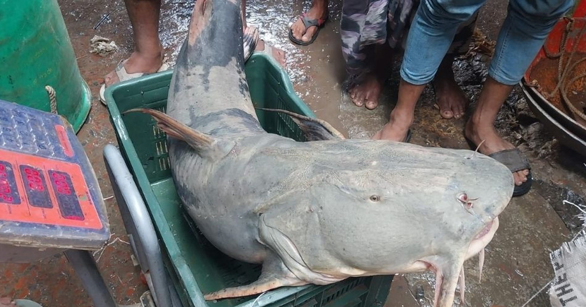 পদ্মায় জেলের জালে ধরা পড়ল ২০ কেজি ওজনের বাঘাইড়