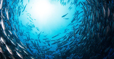 দেশের সমুদ্রে মিললো ৬৫ নতুন প্রজাতি, পাঁচটি সম্ভবত বিশ্বে আর কোথাও নেই