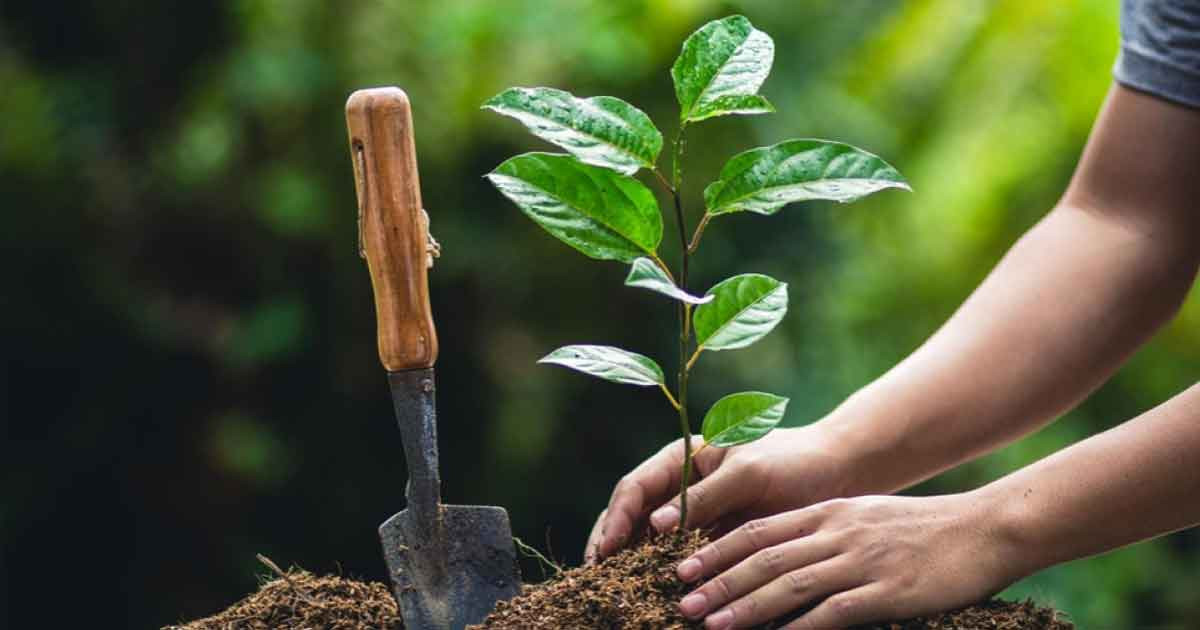 কোরআনের চোখে বৃক্ষরোপন ও বনায়ন
