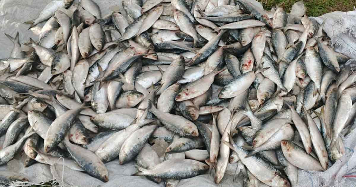 পালাল ব্যবসায়ী, ৬০ কেজি জাটকা গেলো এতিমখানায়