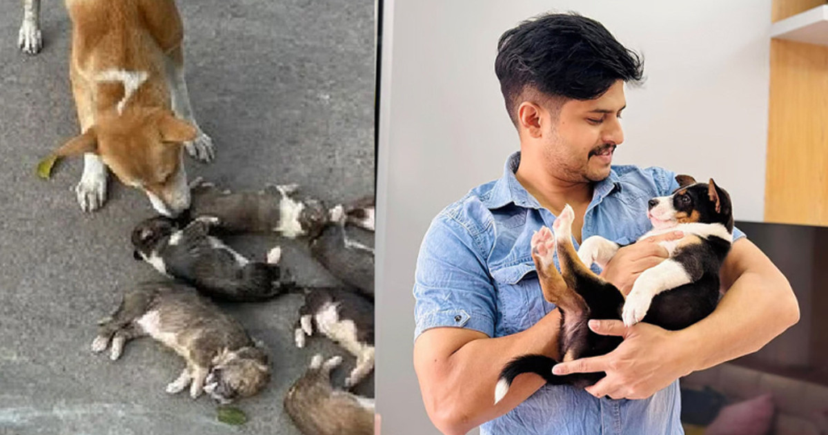 ৮ কুকুরছানা হত্যার ঘটনায় ক্ষুব্ধ নিলয়, খুনির সর্বোচ্চ শাস্তির দাবি