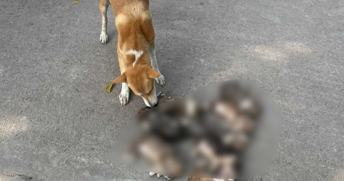 ৮ কুকুরছানাকে চুবিয়ে হত্যাকারীর আরও যে শাস্তি হতে পারে