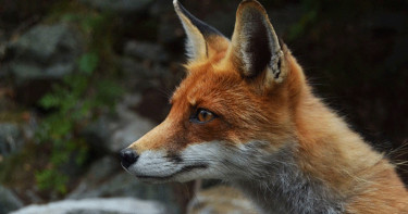 কিশোরগঞ্জে বাড়ির উঠান থেকে শিশুকে নিয়ে গেল শিয়াল, অতঃপর...