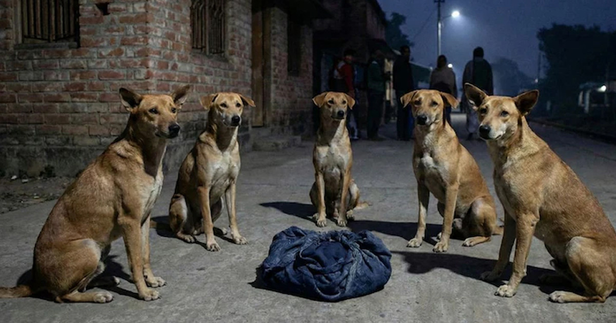 রাস্তায় ফেলে যাওয়া নবজাতককে সারা রাত পাহারা দিল একদল কুকুর
