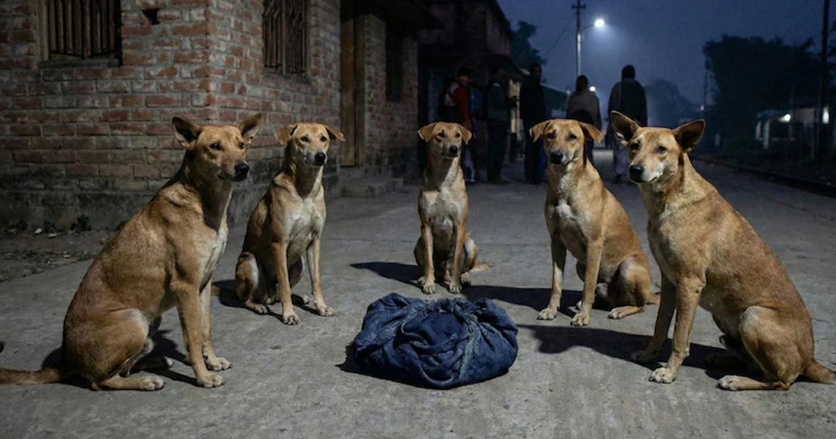 নবদ্বীপে নবজাতককে সারারাত আগলে রাখল রাস্তার একদল কুকুর