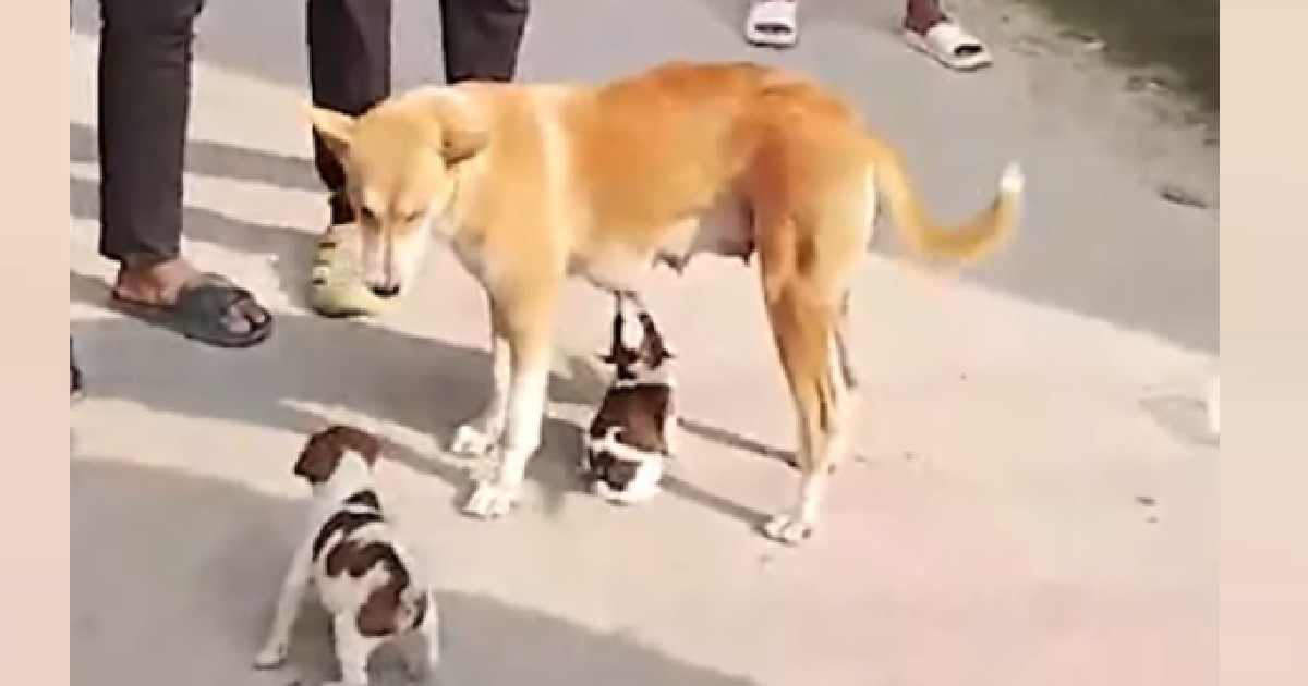 আট সন্তান হারানো সেই মা কুকুরকে দেওয়া হলো দুটি ছানা