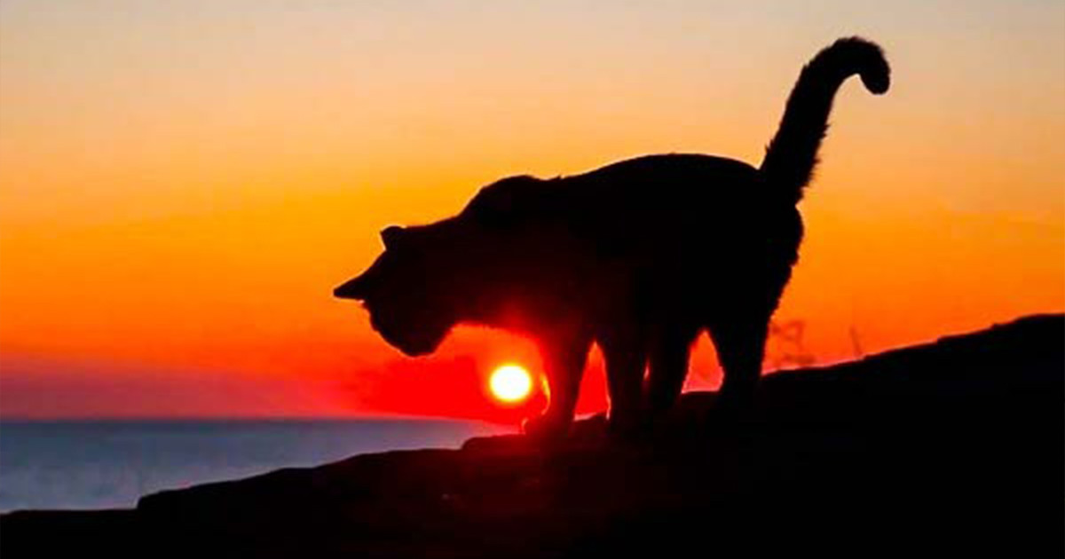 অবলা প্রাণীর প্রতি অন্যায় আচরণও পাপ