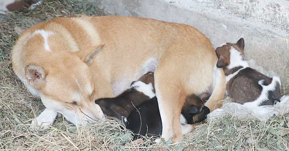 কান্নায় ভেঙে পড়া মা কুকুর—৪ নতুন ছানা পেয়ে ফিরছে স্বাভাবিক জীবনে