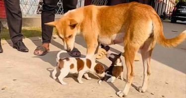 যেভাবে স্বাভাবিক জীবনে ফিরছে সেই মা কুকুর