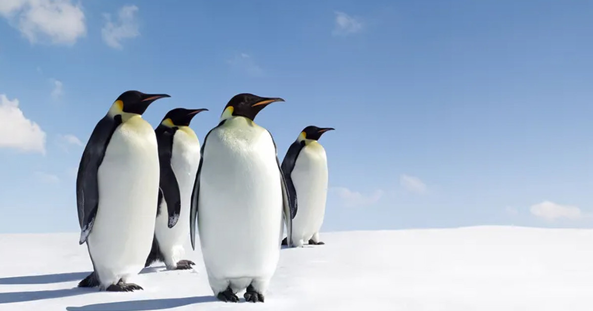 ক্ষুধার জ্বালায় টিকতে পারলো না ৬০ হাজার পেঙ্গুইন, হলো করুণ মৃত্যু