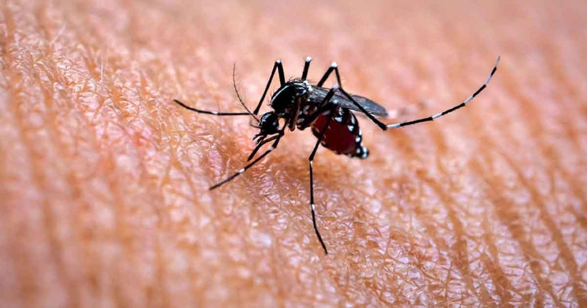 ডেঙ্গুতে নতুন করে হাসপাতালে ভর্তি ২০০