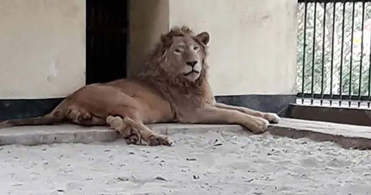 মিরপুর চিড়িয়াখানার খাঁচা থেকে বেরিয়ে গেল সিংহ