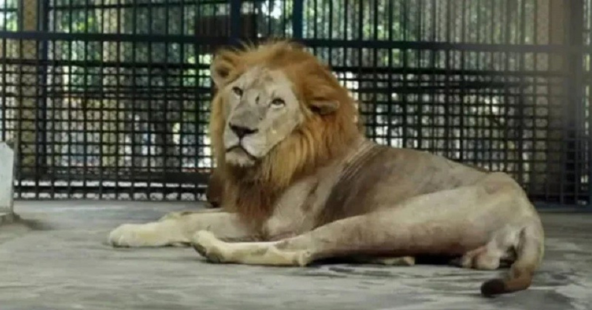 খাঁচা থেকে পালানো সিংহটিকে যেভাবে ফেরত আনা হলো খাঁচায়