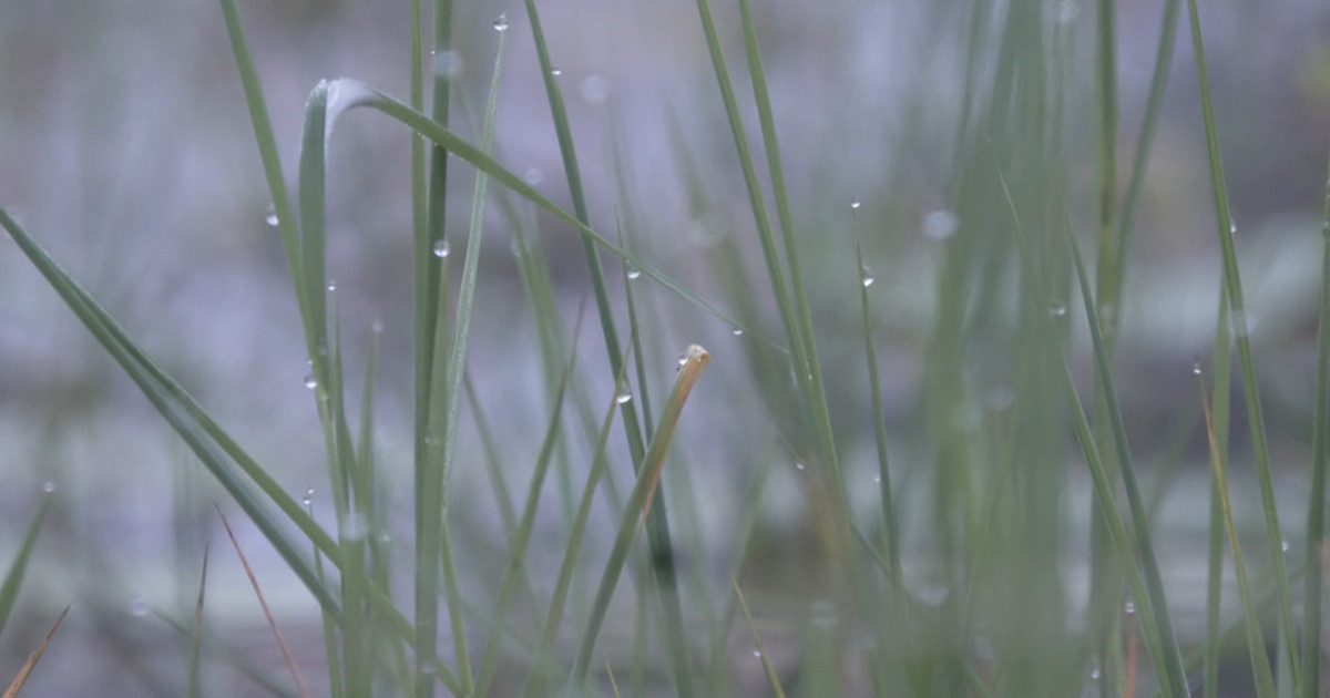 দেশের সর্বনিম্ন তাপমাত্রা তেঁতুলিয়ায়, শৈত্যপ্রবাহের আশঙ্কা