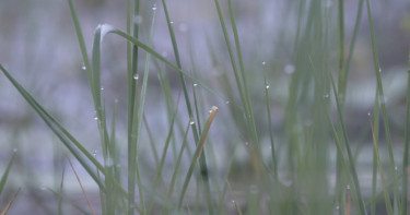 মৌসুমের সর্বনিম্ন তাপমাত্রা তেঁতুলিয়ায়, শৈত্যপ্রবাহের আশঙ্কা