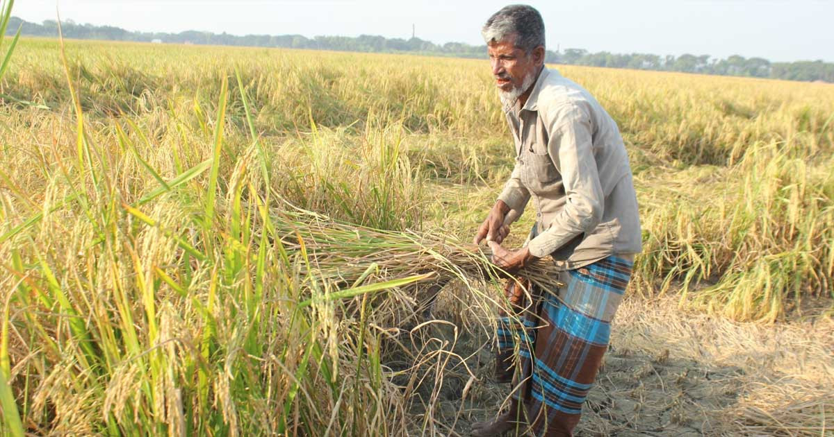 রাজবাড়ীতে আমন ধানের ফলন ভালো হলেও দাম নিয়ে হতাশ কৃষক