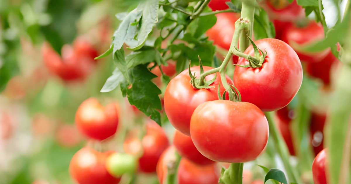 ফসলের মাঠে আল্লাহর অনুগ্রহের অপূর্ব নিদর্শন