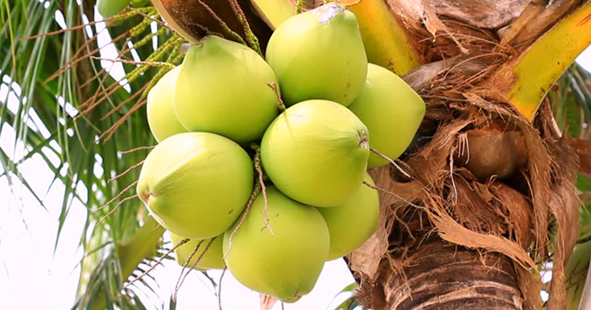 ডাব চুরি করতে দেখে ফেলায় মালিককে হত্যা