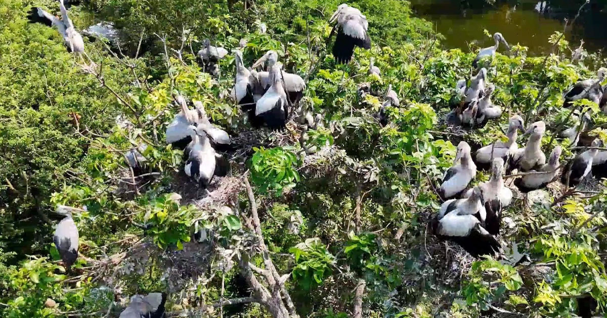 কর বাড়ি এখন অতিথি পাখির স্বর্গরাজ্য