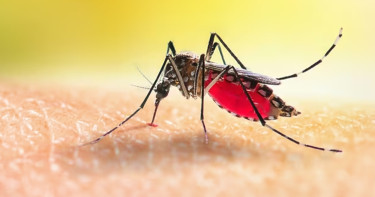 ডেঙ্গুতে ১ দিনে আক্রান্ত আরও ৫৭২ জন