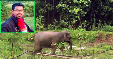 বনের ভেতর ভিডিও করতে গিয়ে বন্যহাতির পায়ে পিষ্ট হয়ে কনটেন্ট ক্রিয়েটর নিহত