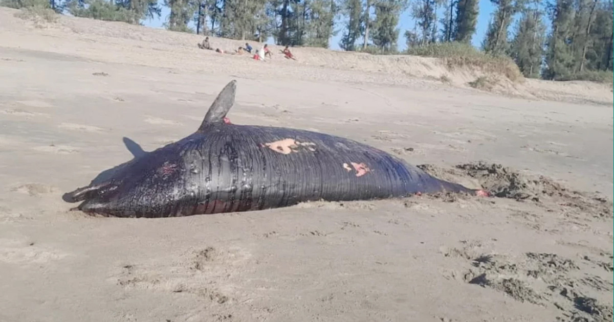 কক্সবাজার সৈকতে ভেসে এলো মৃত ডলফিন, শরীরে আঘাতের চিহ্ন