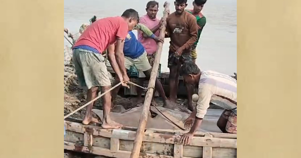 ধরা পড়লো ৬ মণ ওজনের শাপলা পাতা মাছ, ৭৫ হাজারে বিক্রি