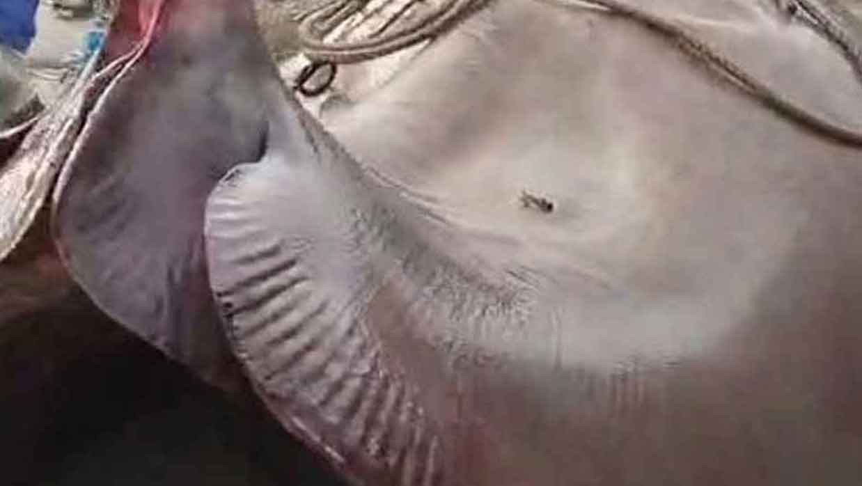 মেঘনায় ধরা পড়ল ৬ মণ ওজনের শাপলা পাতা মাছ