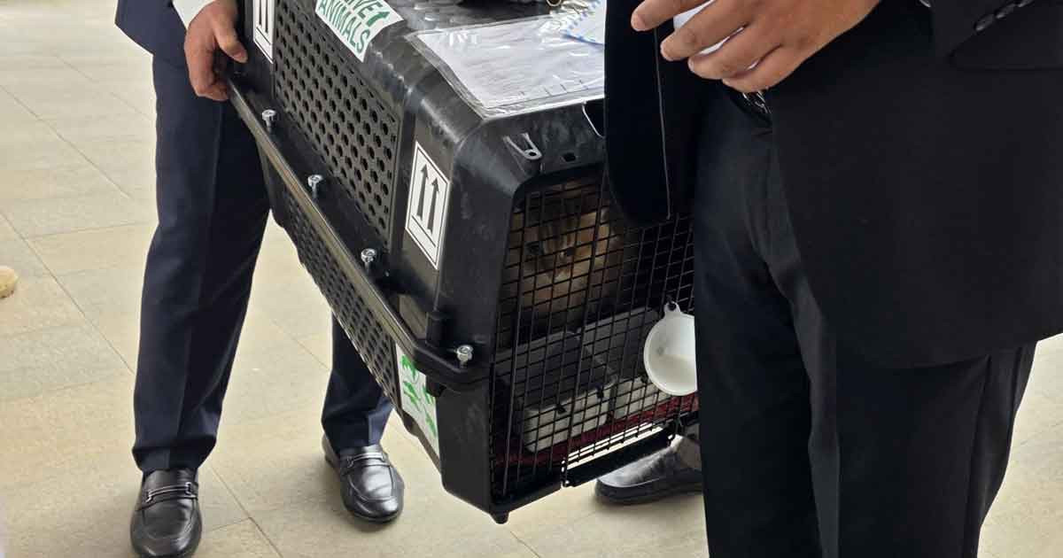 প্রিয় বিড়াল জেবুকে সঙ্গে আনলেন তারেক রহমান