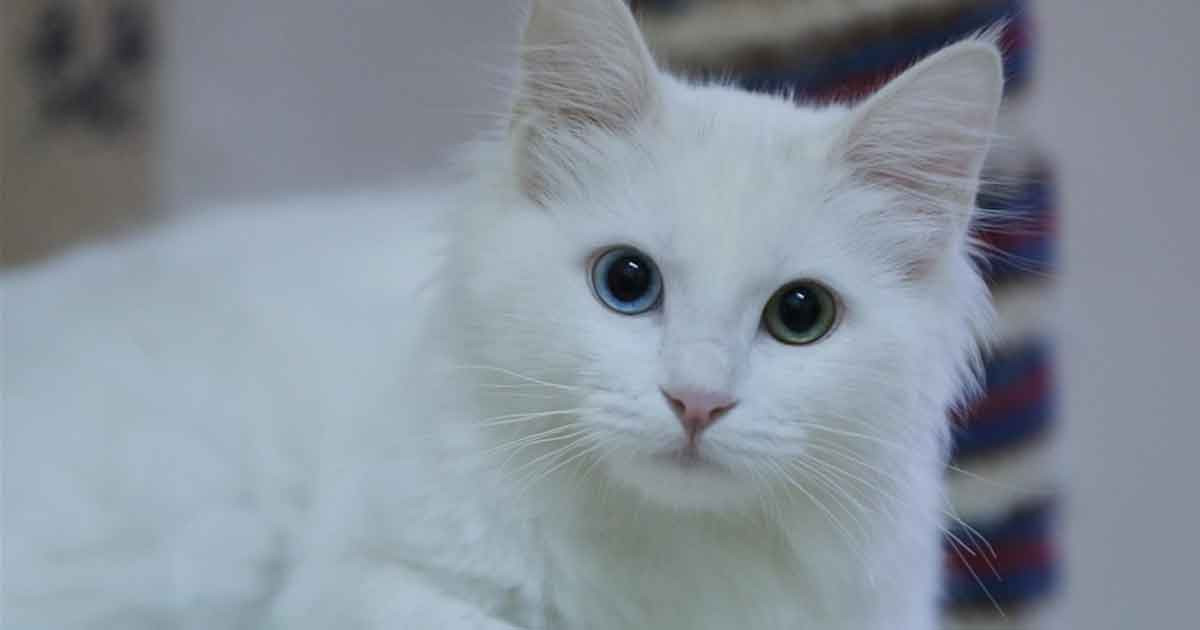 ২০২৫-এ ১২০টি শাবকের জন্ম দিল এই বিড়াল