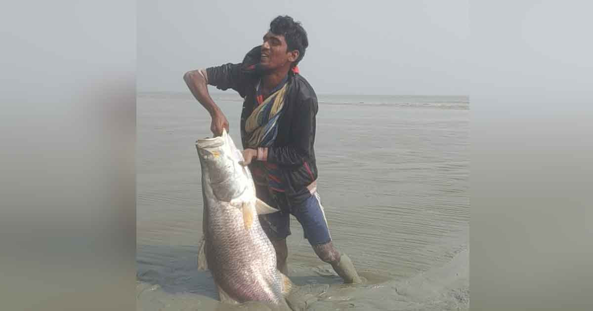 জাল ছাড়াই মেঘনায় ধরা পড়লো ২৩ কেজি ওজনের কোরাল