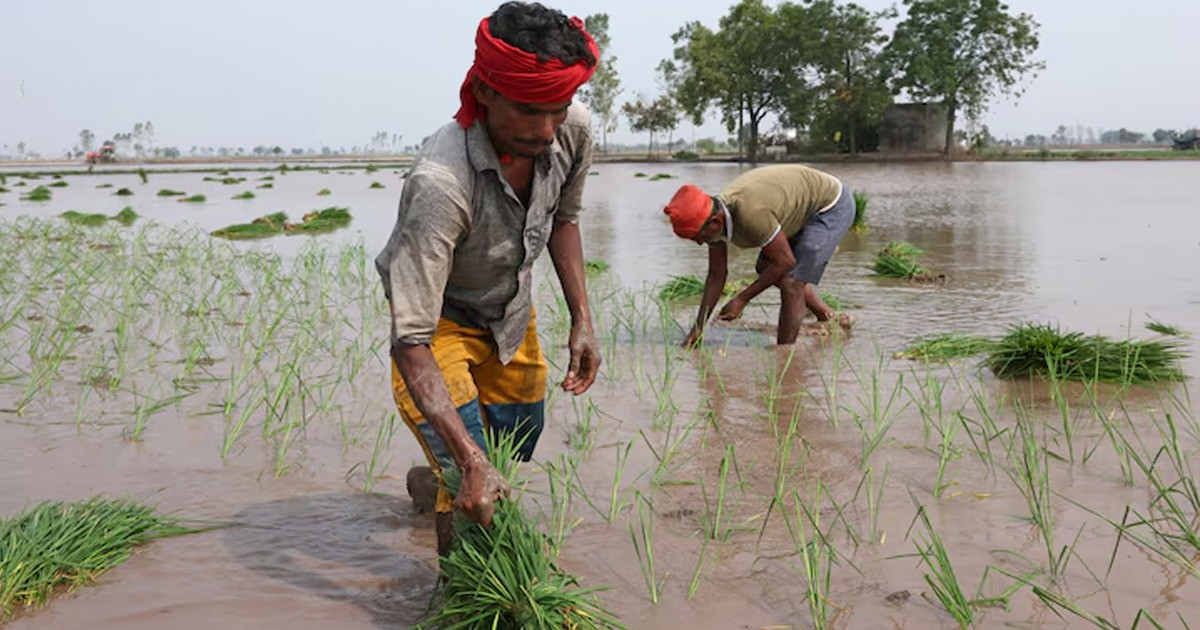 বৈশ্বিক চালের বাজারে ভারতের আধিপত্য, ডেকে আনছে ভয়াবহ পানি সংকট!