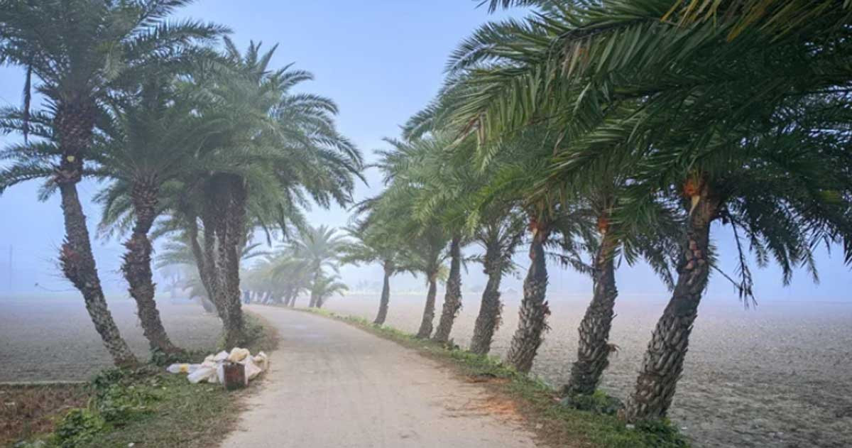 ৭ জেলায় শৈত্যপ্রবাহ: কুয়াশা-শীতের দাপট থাকবে কত দিন?