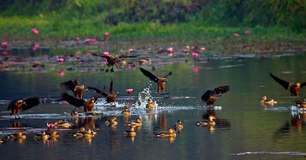 স্মৃতির পাতায় হারিয়ে যাচ্ছে জাহাঙ্গীরনগরের অতিথি পাখি
