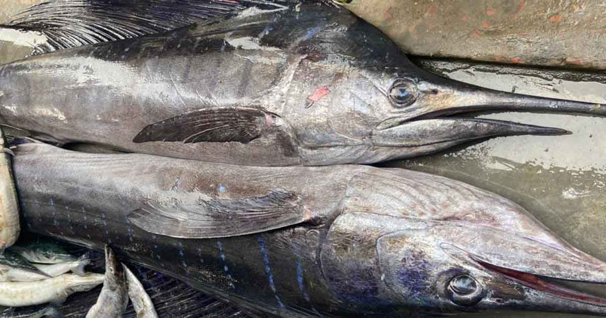 কুয়াকাটায় ধরা পড়লো বিরল মাছ