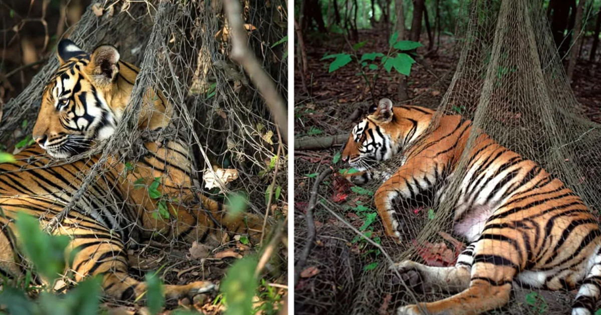 যেভাবে উদ্ধার হলো হরিণ শিকারের ফাঁদে আটকা বাঘ