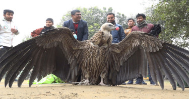 গাইবান্ধায় বিপন্ন প্রজাতির ‘হিমালয়ান গৃধিনী’ শকুন উদ্ধার