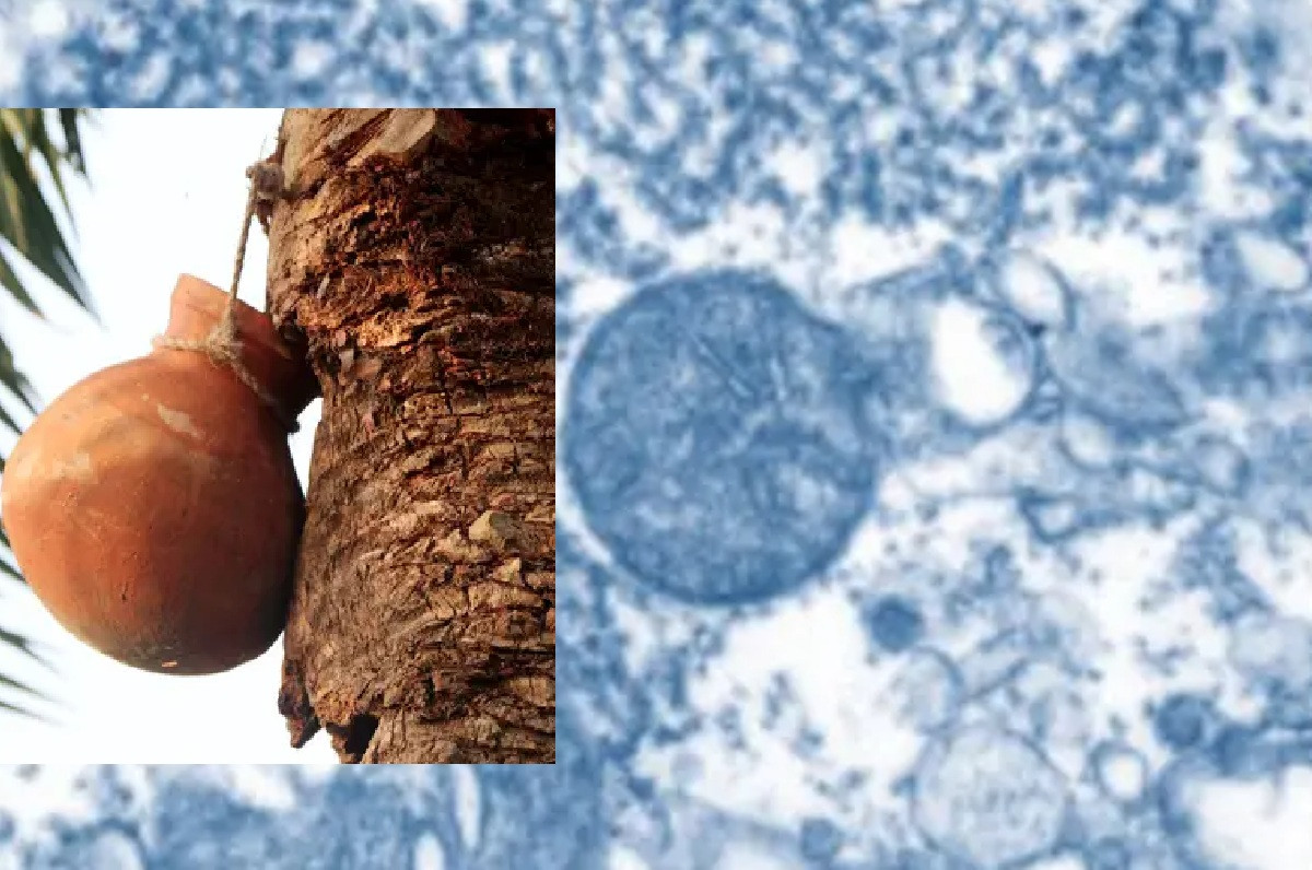 হাসপাতালগুলোকে প্রস্তুত থাকার নির্দেশনা, ৩৫ জেলায় নিপাহ ভাইরাসের সংক্রমণ