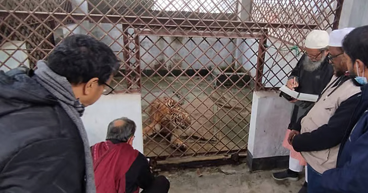 ফাঁদে আটকে পড়া বাঘিনীটি এখনো শঙ্কামুক্ত নয়, চলছে নিবিড় পর্যবেক্ষণ