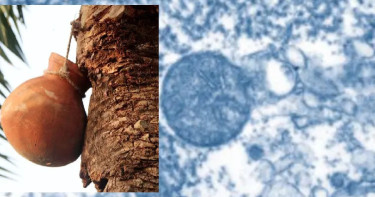 হাসপাতালগুলোকে প্রস্তুত থাকার নির্দেশনা, ৩৫ জেলায় নিপাহ ভাইরাসের সংক্রমণ