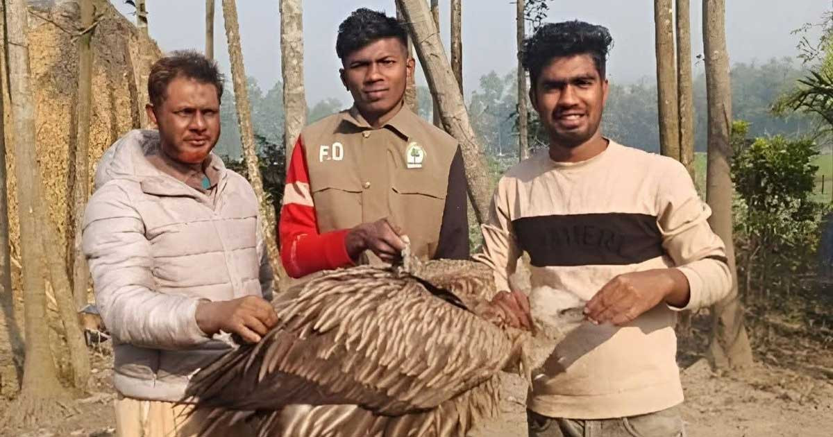লালমনিরহাটে বিরল প্রজাতির তিনটি শকুন পাখি উদ্ধার