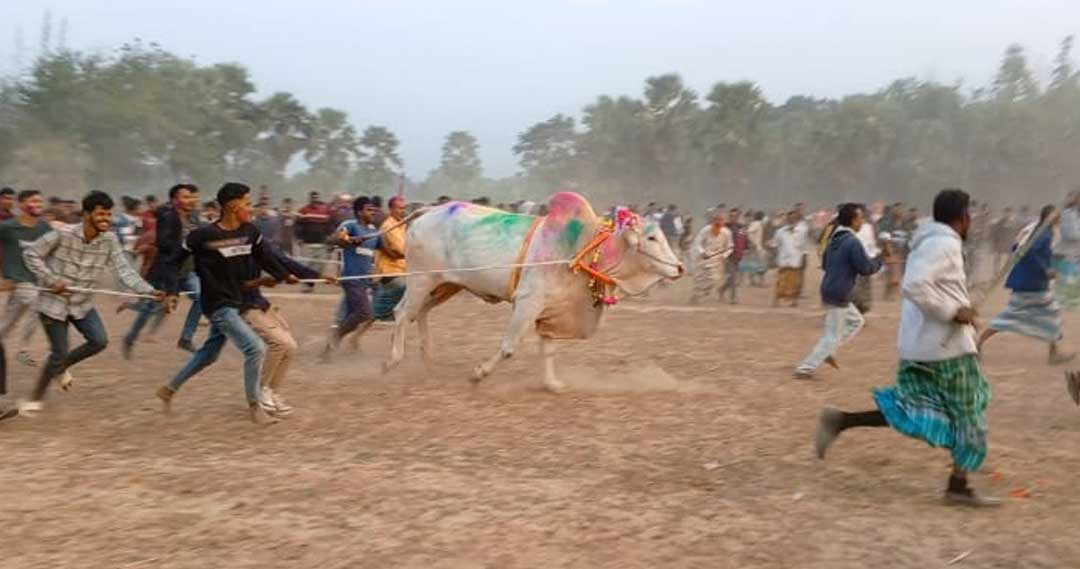 ঐতিহাসিক গরু দৌড় প্রতিযোগিতা অনুষ্ঠিত