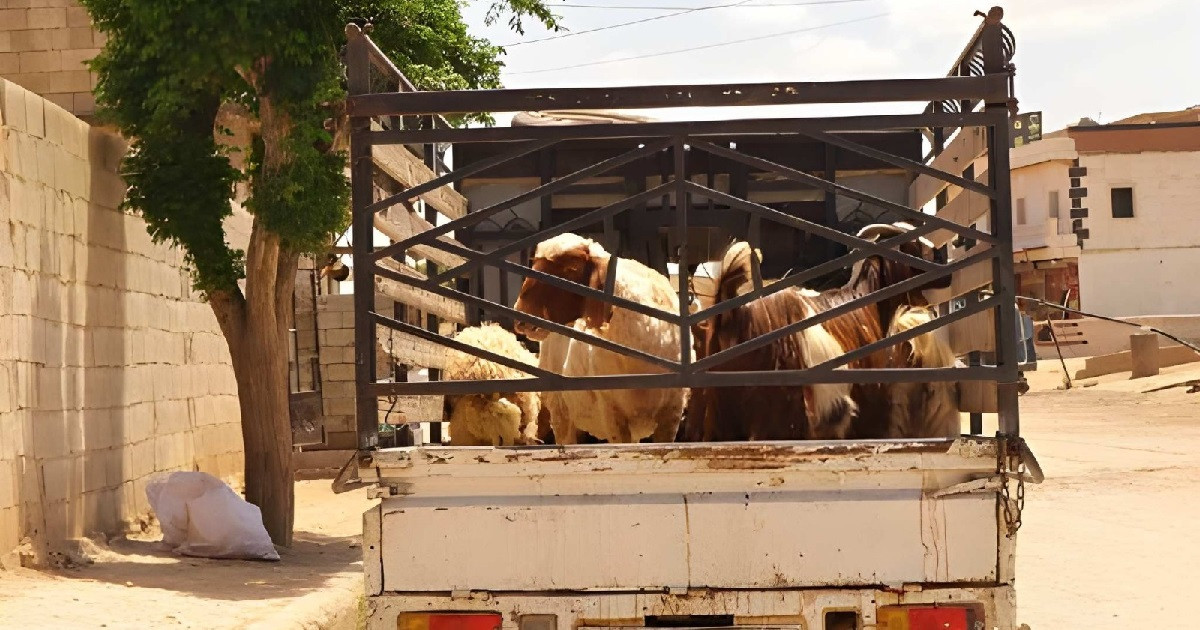 রমজান উপলক্ষে জীবিত পশু আমদানি করবে ইন্দোনেশিয়া
