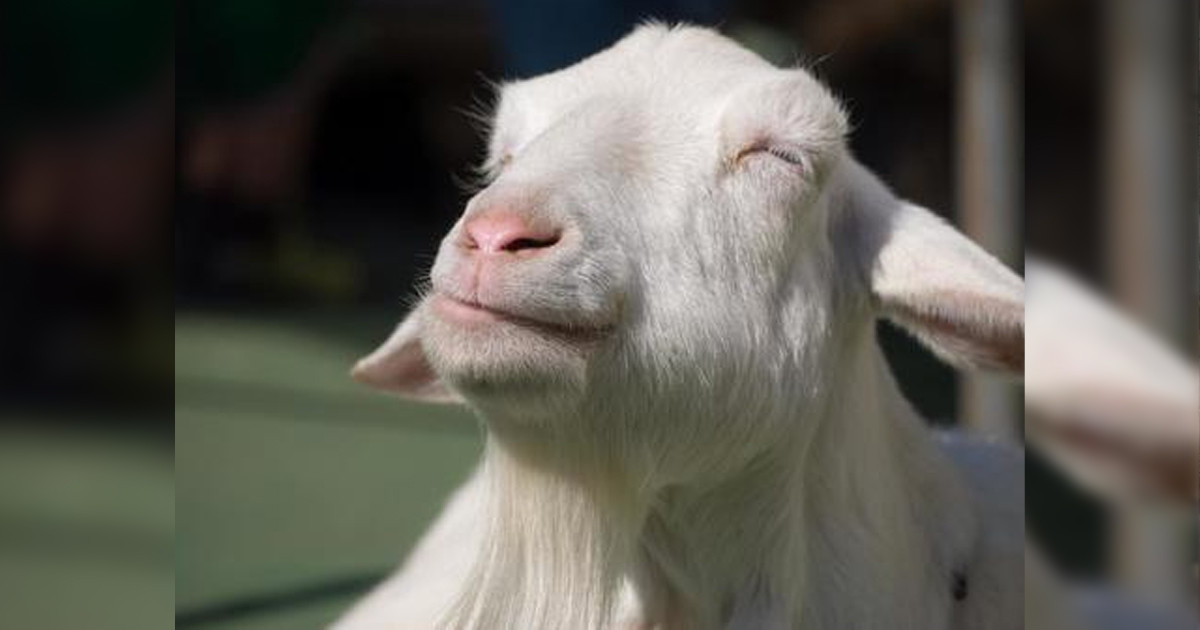 সিরিয়ার কৃষকদের ২৫০ ছাগল চুরি করেছে ইসরায়েলি সেনারা!