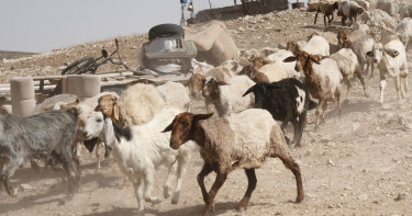 সিরিয়া থেকে ছাগল চুরি করলো ইসরায়েলি সেনারা
