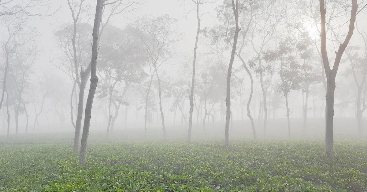 হাড়কাঁপানো শীতে নাস্তানাবুদ শ্রীমঙ্গল, জনজীবন বিপর্যস্ত