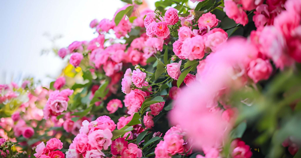 স্ত্রীকে ভালোবেসে ভিন্ন নামে ডাকা